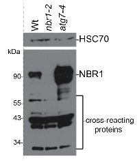 NBR1 | Autophagy substrate NBR1 in the group Antibodies Plant/Algal  / Environmental Stress / Pathogen attack at Agrisera AB (Antibodies for research) (AS14 2805)